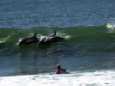 Surfing with Dolphins Jeffreys Bay